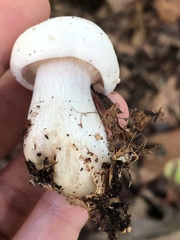 Clitocybe robusta