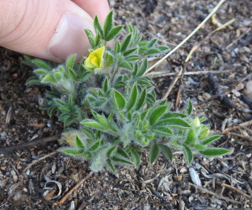 Russet Lotononis (Leobordea eriantha)