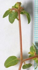 Euphorbia ocellata arenicola