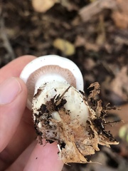 Clitocybe robusta