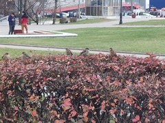 Passer domesticus