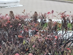 Passer domesticus