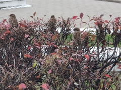 Passer domesticus