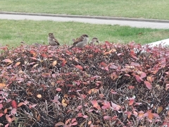 Passer domesticus