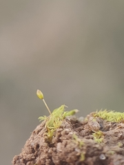 Microbryum davallianum