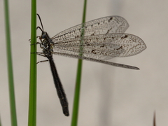 Brachynemurus nebulosus