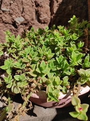 Mesembryanthemum cordifolium