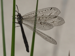 Brachynemurus nebulosus