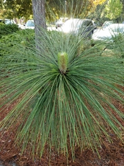 Pinus palustris