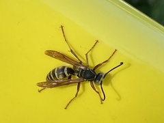 Polistes fuscatus