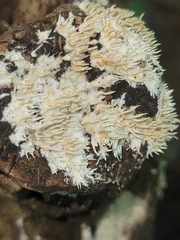 Hydnocristella himantia