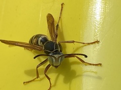 Polistes fuscatus