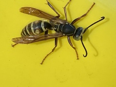 Polistes fuscatus