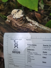 Hydnocristella himantia