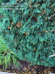 Cupressoideae