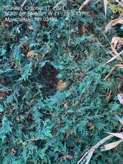 Cupressoideae