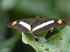 Adelpha basiloides