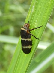 Prosapia simulans