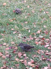 Sturnus vulgaris