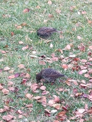Sturnus vulgaris