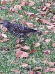 Sturnus vulgaris