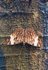 Ectima thecla