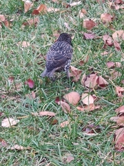Sturnus vulgaris