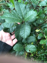 Citharexylum sulcatum