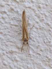 Agriphila trabeatellus