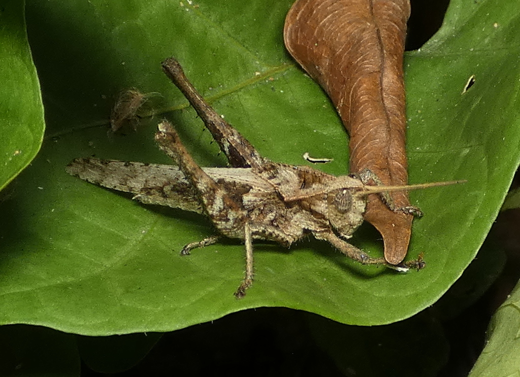 Xyleus discoideus