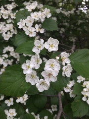 Crataegus scabrida