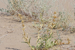 Penstemon angustifolius dulcis