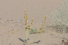 Penstemon angustifolius dulcis