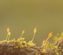 Microbryum davallianum