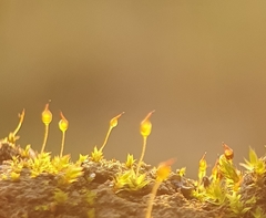 Microbryum davallianum