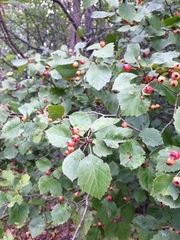 Crataegus scabrida