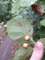 Crataegus scabrida