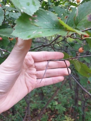 Crataegus scabrida