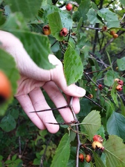 Crataegus scabrida