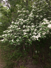 Crataegus scabrida