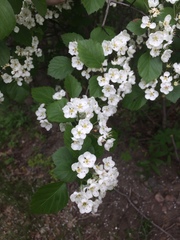 Crataegus scabrida