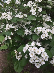 Crataegus scabrida