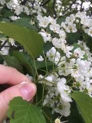 Crataegus scabrida