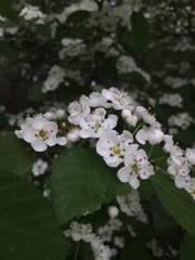 Crataegus scabrida