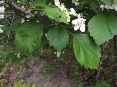 Crataegus scabrida