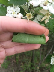 Crataegus scabrida