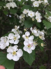 Crataegus scabrida
