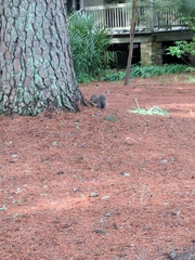 Sciurus carolinensis