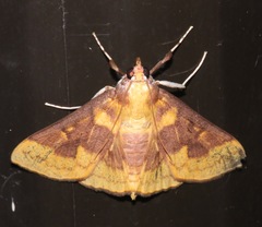 Polygrammodes ponderalis