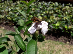 Brunfelsia australis